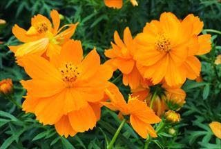 Amazon.co.jp: 花の種黄花コスモス 秋桜 キバナコスモス 2g 200粒以上